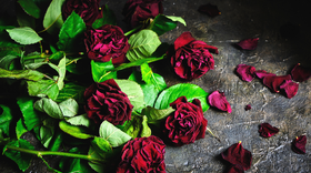 Když se blíží konec: Jak přijmout umírání blízkého na rakovinu